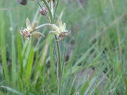 Miraglossum pulchellum